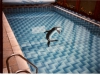 dolphin-pool